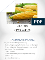 JAGUNG