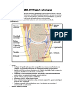 Sistema Articular