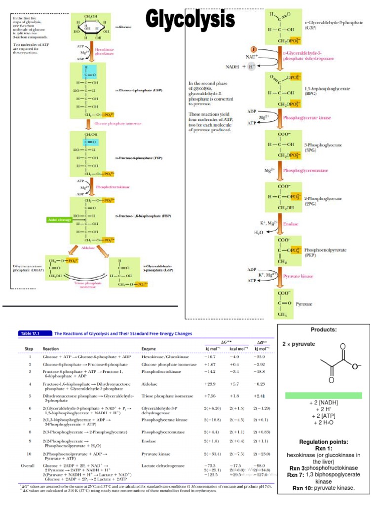 Biochemical Pathways Pdf