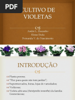 Cópia de Violeta