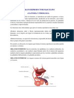 Anatomia y Fisiologia de Organos Reproductores.