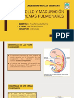 Desarrollo y Maduración de Las Yemas Pulmonares