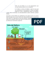 Ciclo Del Fosforo