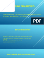 Sistema musculo esquelético y sus funciones