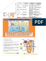 La Composición de La Orina