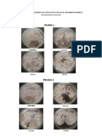 Protección Antioxidante de Extracto de Papa en El Organismo Modelo Saccharomyces Cerevisiae