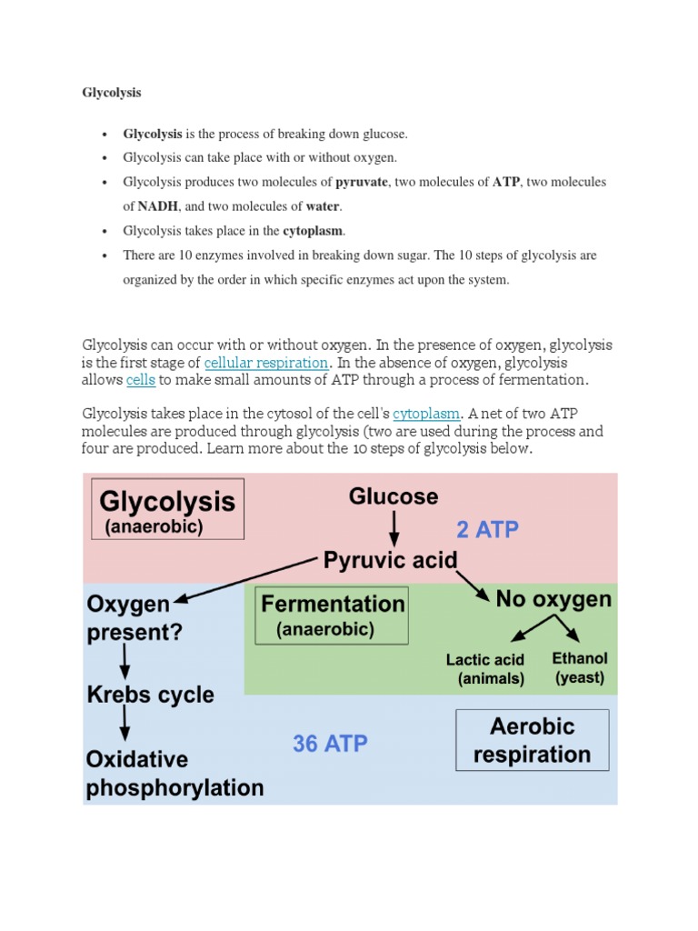 Diabetes PDF Glycolysis Cellular Respiration