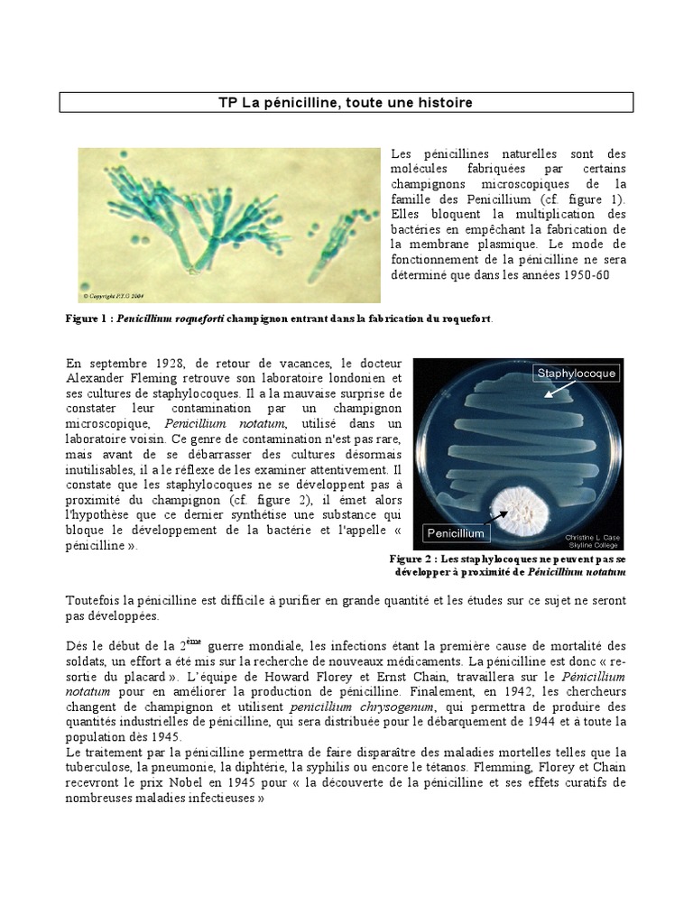 dm de svt alexander fleming staphylocoque et champignon 3eme svt
