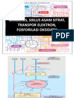 Glikolisis, Siklus Krebs, Transpor Elektron, Fosforilasi Oksidatif