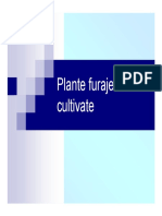 Curs 5 Plante Furajere Cultivate