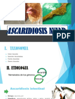 ASCARIOSIS AVIAR-CECAL