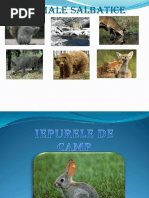 Animale salbatice ppt