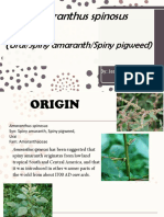 Amaranthus Spinosus Report