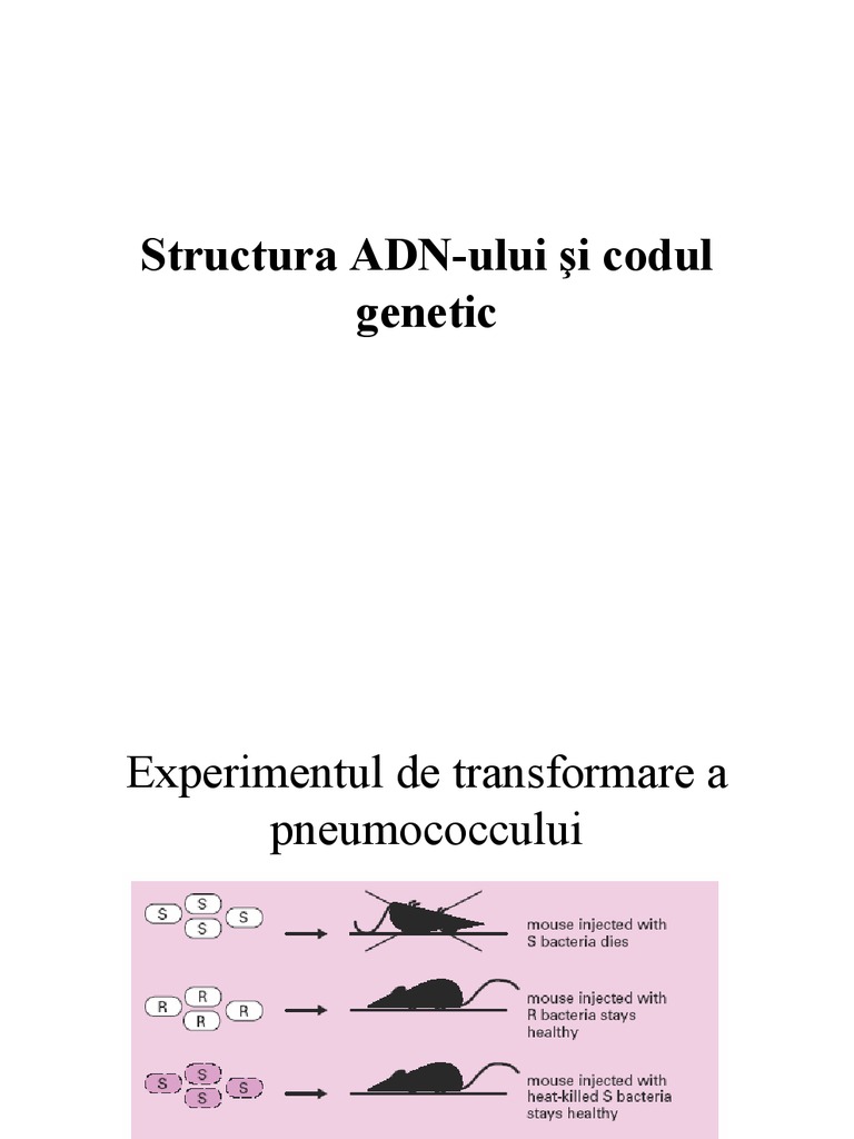 Structura Adn Ului Si Codul Genetic