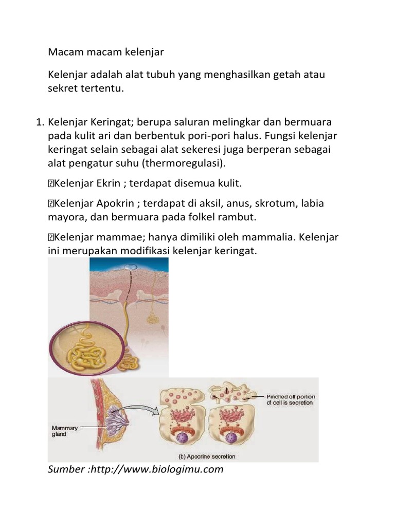 Macam Macam Kelenjar | PDF | Griya & Taman | Kesehatan Holistik
