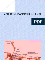 Anatomi Panggul Atau Pelvis