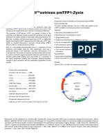 pmTFP1 Zyxin