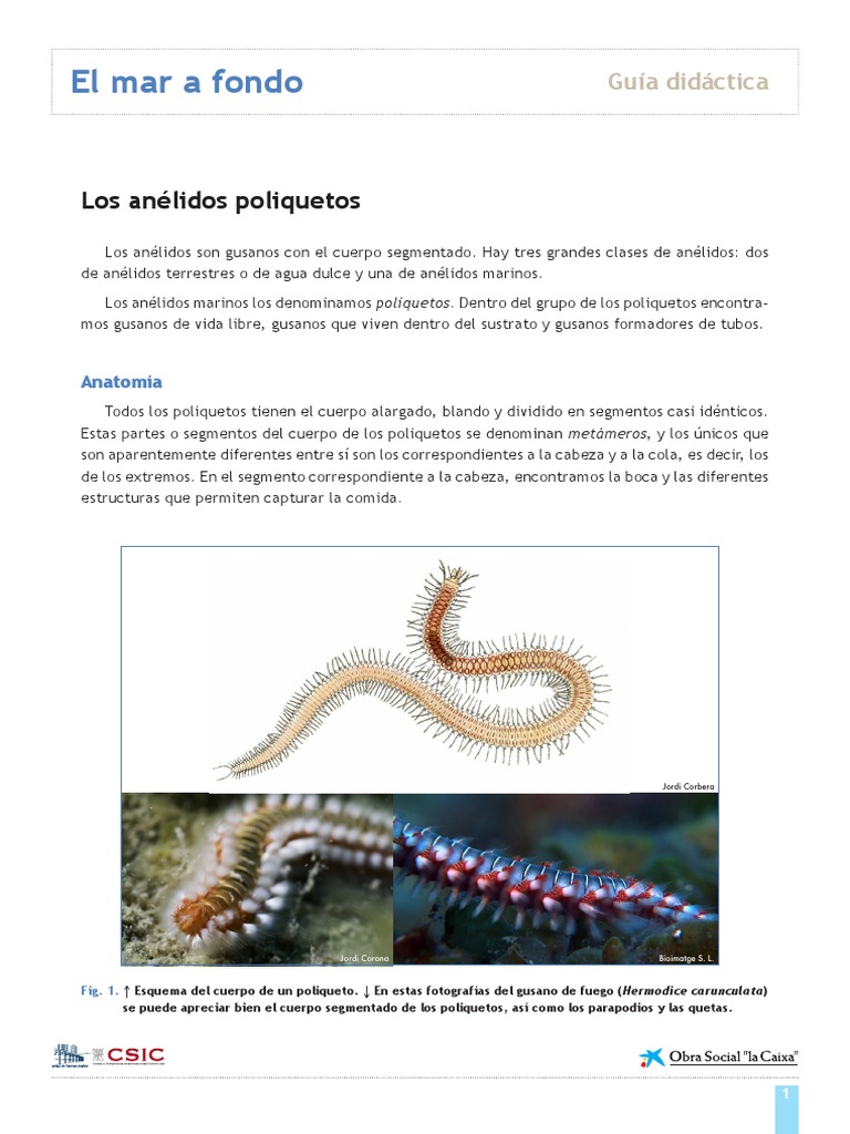 Anatomía y Ecología de los Poliquetos | PDF | Protostomas | Organismos, image size:768x1024