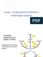 4-Cadeia Transportadora de Elétrons e Fosforilação Oxidativa