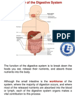 Overview of The Digestive System