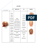 Generalidades Anatomicas