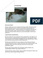 Contoh Laporan Observasi Kucing