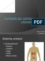 Anatomía Del Sistema Urinario