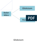 Glioksisom Dan Peroksisom