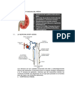 Fisiología Renal