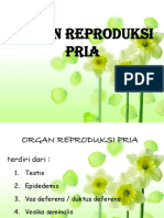 Anatomi Reproduksi Pria