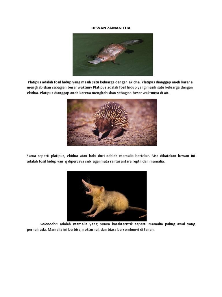 Hewan Zaman Tua Pdf