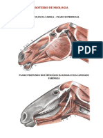 Guia ilustrado dos músculos da cabeça, pescoço e membros