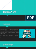 Brucella Spp - Ok