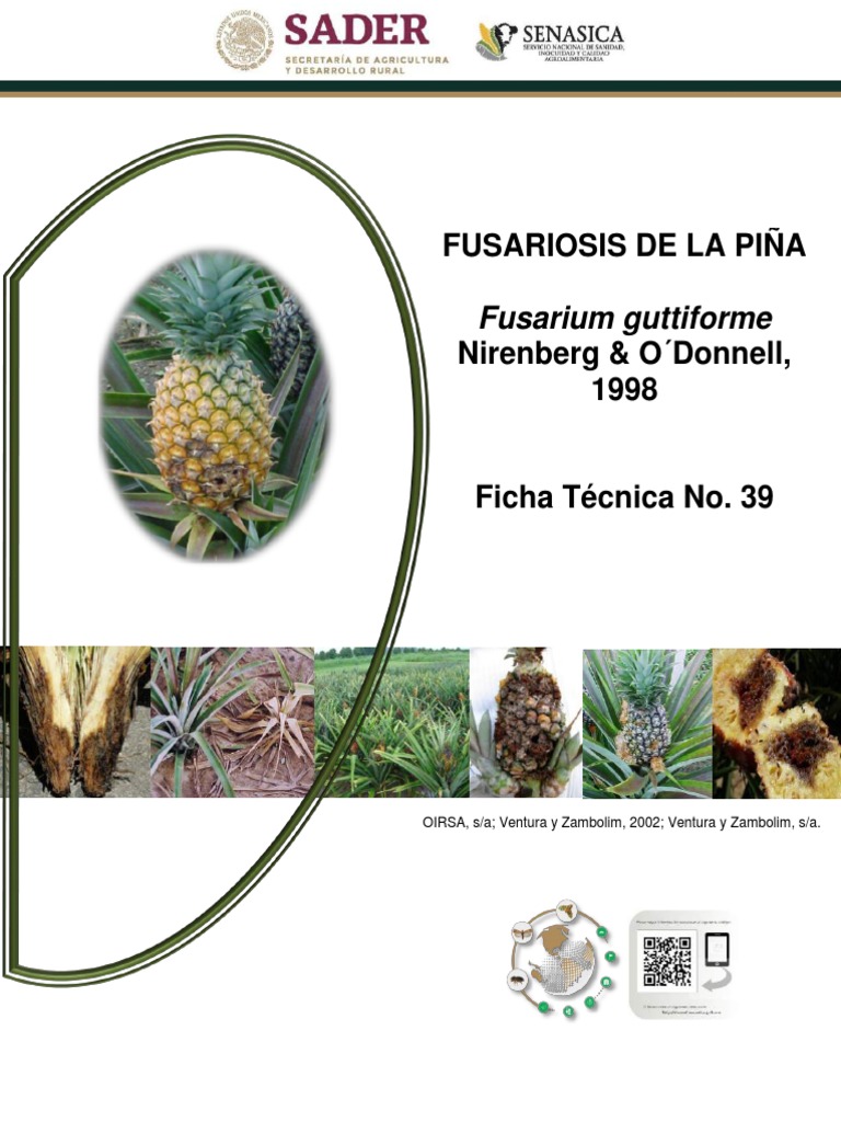 Fusariosis de la Piña: Impacto y Control | PDF | Insectos | Plaga ...