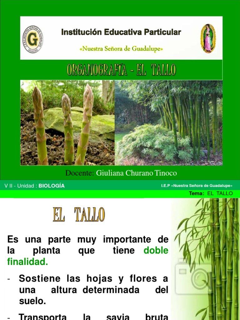 Estructura y Tipos de Tallo en Plantas | PDF | Tallo de la planta ...