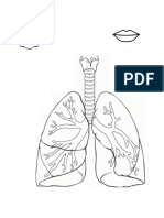 Pulmones