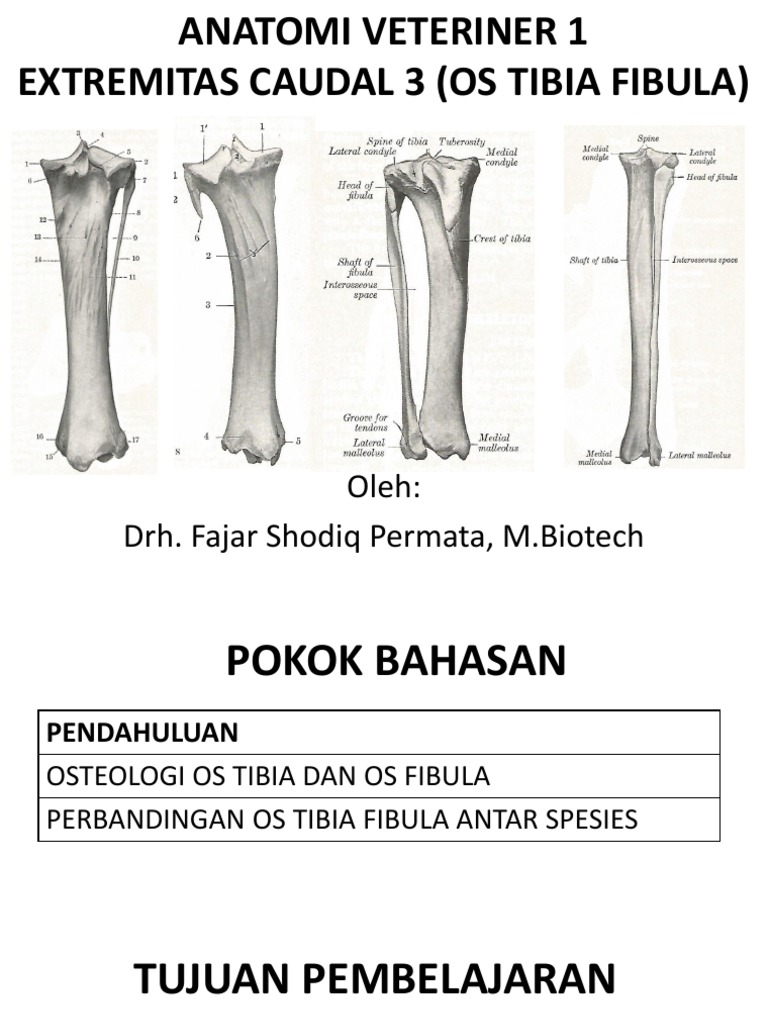 Anatomi Veteriner 1 Os Tibia Fibula Rev22112017 | PDF | Ilmu Sosial ...