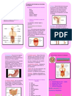 sistemadigestivoflor-180704074949.pdf