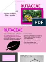 Rutacea