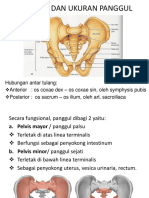 Anatomi Dan Ukuran Panggul