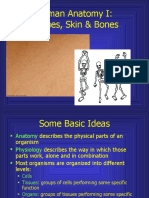 Human Anatomy I: Tissues, Skin, Bones & Systems