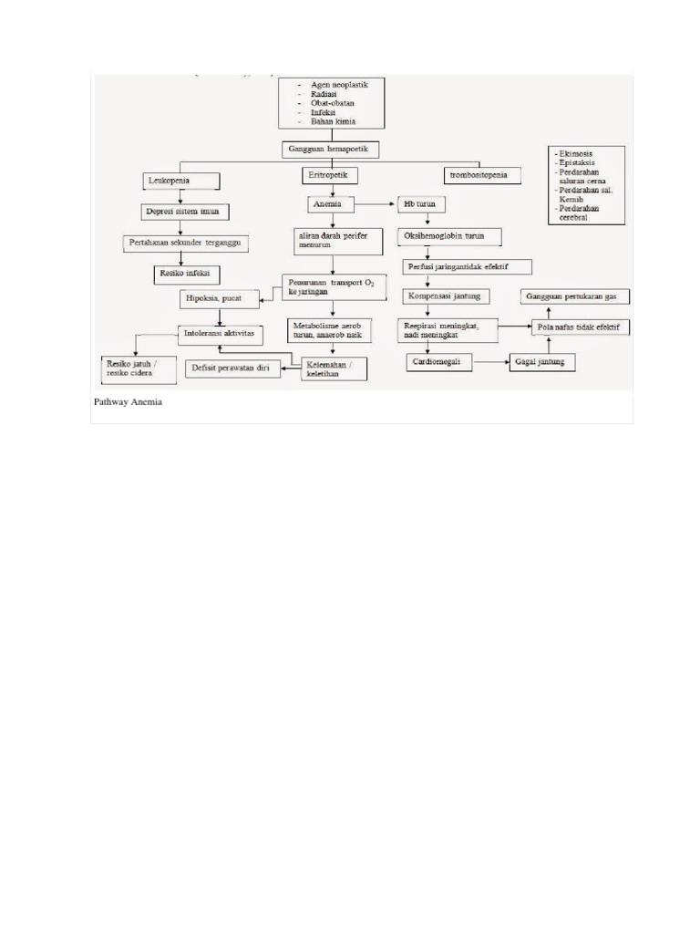 Pathway Anemia