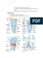 Anatomi Larynx