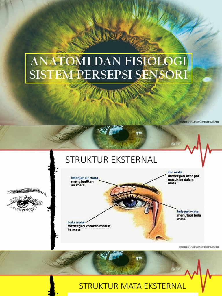 Panca Indera Pendengaran