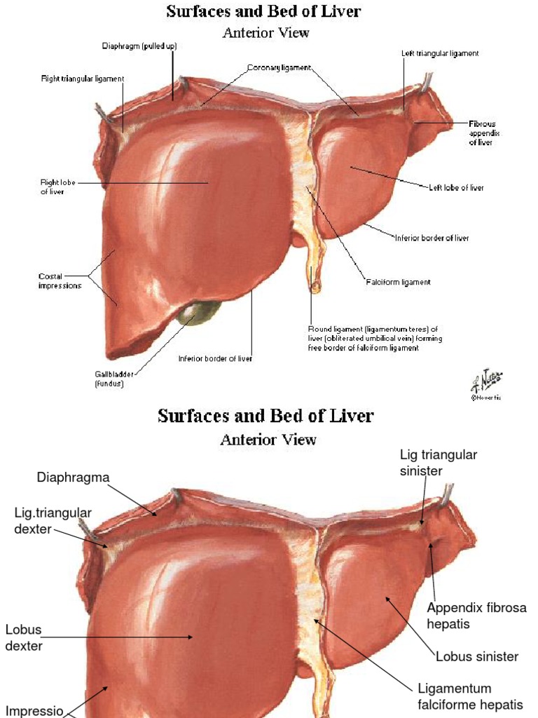 Liver Anatomy and Impressions Overview | PDF