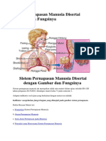 Sistem Pernapasan Manusia Disertai Gambar Dan Fungsinya