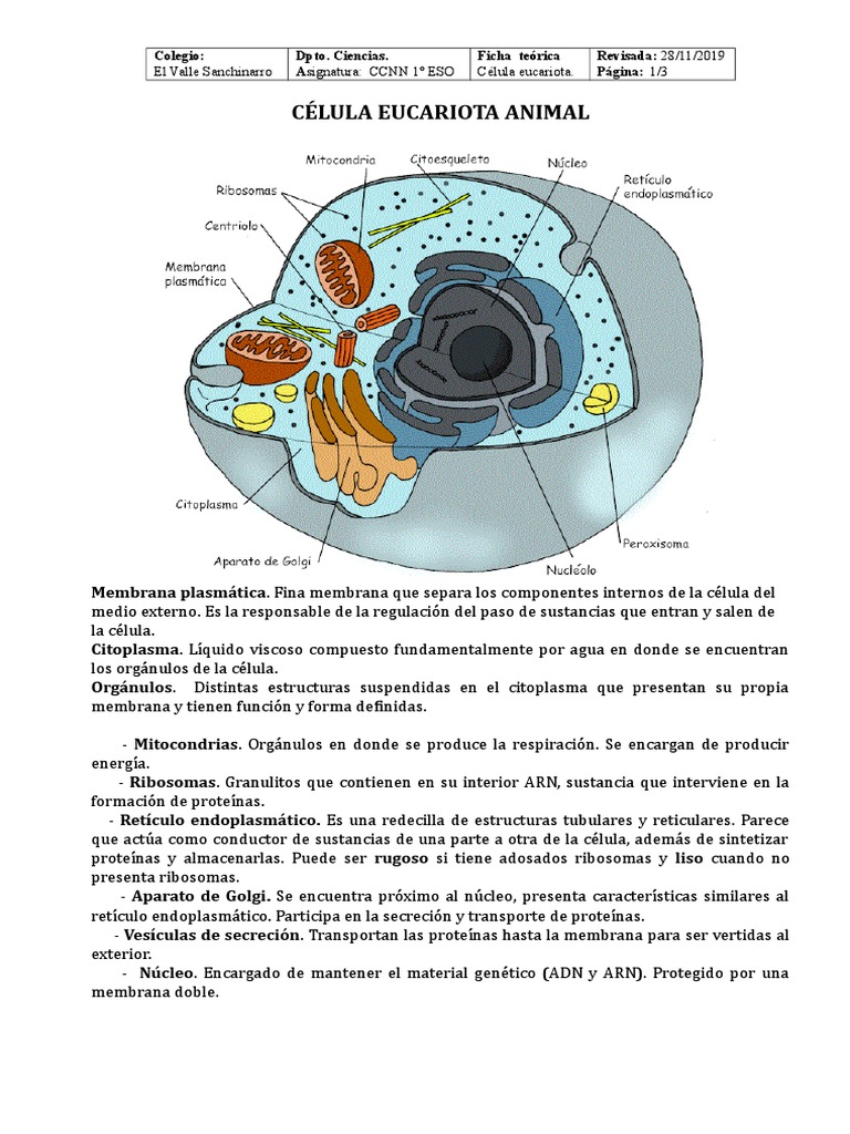 Estructura de la Célula Eucariota | PDF | Citoplasma | Vacuole