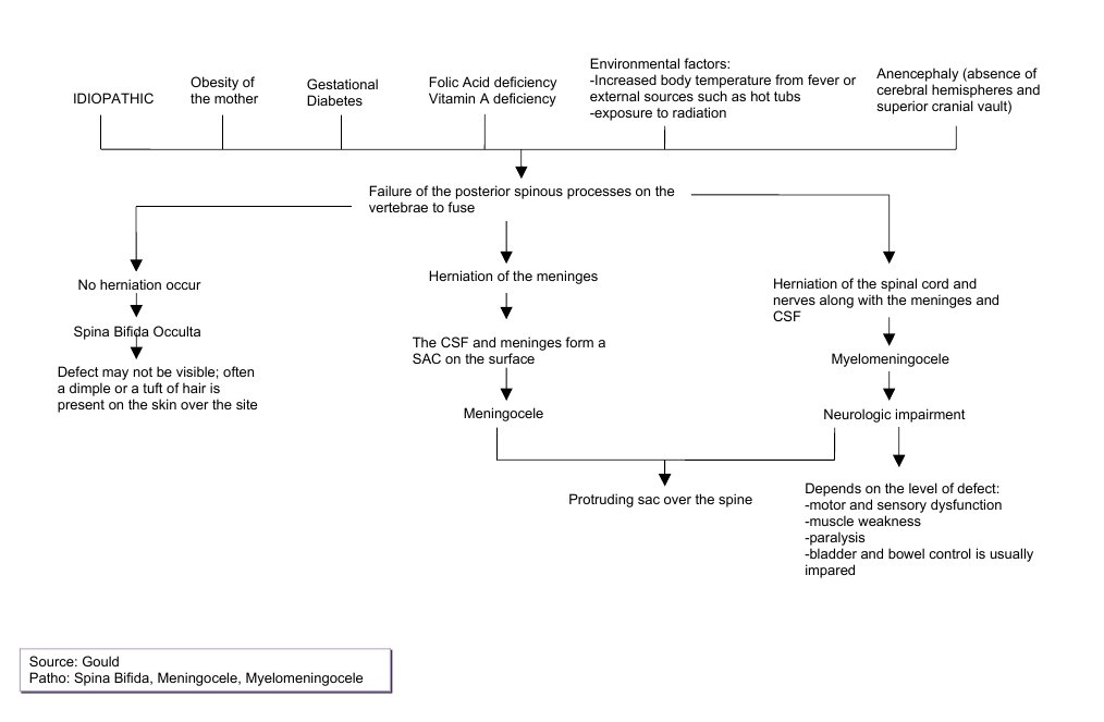 Spina Bifida, Meningocele Myelomeningocele | PDF | Neurology ...