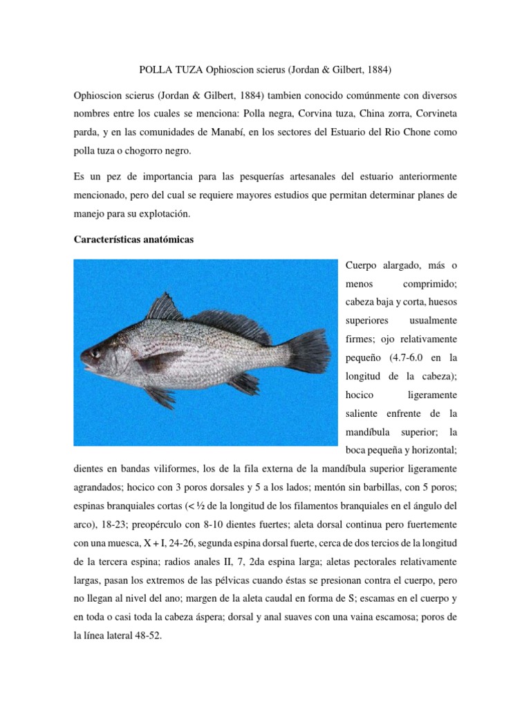 POLLA TUZA Ophioscion Scierus | PDF | Organismos | Naturaleza