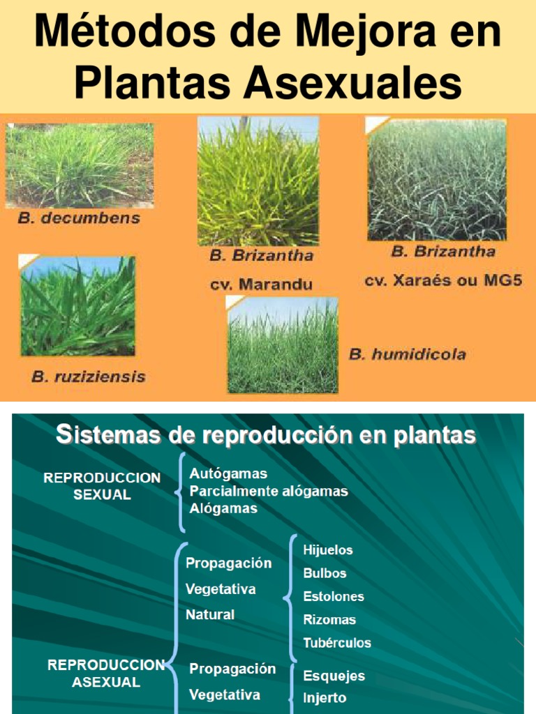 Mejora en plantas asexuales pdf reproducci n organismos